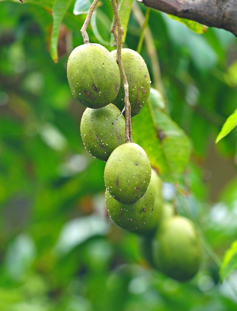 Golden Apple, Tasty beverage mixes from 13 must-try drink recipes to try today